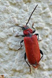 Voila Un Insecte Qui Sort Du Bois De Chauffage Le Jardinoscope Toute La Vie Animale De Nos Parcs Et Jardins Insectes Vie Animale Insecte Bois