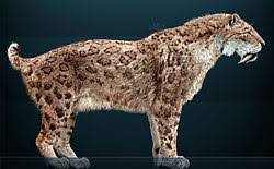Se trataba de animales frecuentemente mayores que los leones y tigres por su parte, machairodus aphanistus estaría en el tamaño de un tigre (peso entre 100 y 240 kg), con m. Smilodon Wikipedia La Enciclopedia Libre
