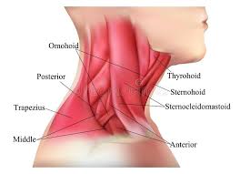 Neck and shoulder muscles diagram muscles of neck anterior view dental hygiene pinterest anatomy. Pin On Modern Graphic Art
