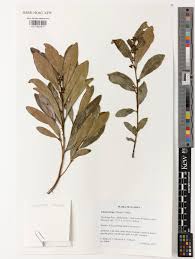 Image result for Euclea crispa