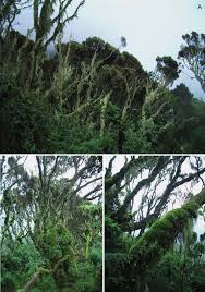 Image result for Pancovia golungensis