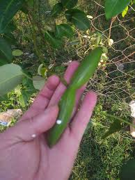 Image result for Parquetina calophylla