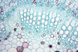 Plant cell in real life microscope. Science Plant Cells By Light Microscope Stock Photo Picture And Royalty Free Image Image 110661234