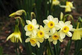 Narcissus Minnow Tazetta Daffodil Early Mid Spring Narcisos Plantas Submundo