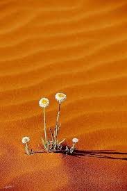 Outthefrontwindow Desert Flowers Nature Beautiful Nature