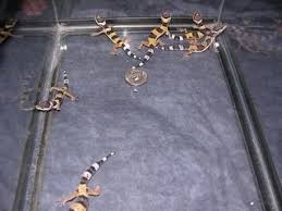 Or will she constantly lay eggs?? How To Breed Leopard Geckos 6 Steps Instructables