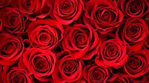 Download and use 10,000+ roses stock photos for free. Red Roses Wallpapers Top Free Red Roses Backgrounds Wallpaperaccess