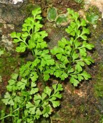 Image result for Samanea leptophylla