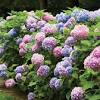 Our tree nursery is state certified and has a mass availability of plants and trees. 3