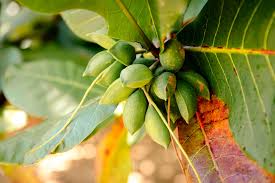 Image result for Terminalia catappa