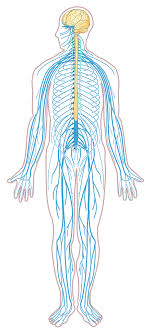 The peripheral nervous system includes 12 pairs of cranial nerves arising from the brain and 31 the organs receive both sympathetic and parasympathetic nerves. File Nervous System Diagram Unlabeled Svg Wikimedia Commons