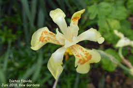 Image result for Dietes flavida
