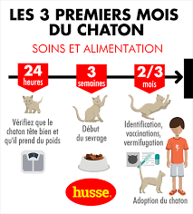 Les Besoins Du Chaton De La Naissance A 3 Mois Husse France