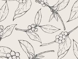 Built in 1992, kent is the oldest plant in the company and just 13 miles away from the starbucks support center. Patternatic Coffee Plant Illustration Coffee Plant Tattoo Coffee Plant