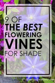 Check spelling or type a new query. Flowering Vines For Shade 9 Of The Best Perennial Shade Vines That Won T Take Over Your Garden Gardening From House To Home Flowering Vines Perennial Flowering Vines Shade Vines