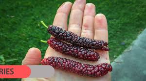Not only will it allow you to stretch yourself and learn more as a gardener, it can also allow you to increase the biodiversity of your. 15 Unusual Fruits To Try From Around The World Youtube