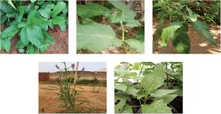 Image result for Solanecio sp.no.1