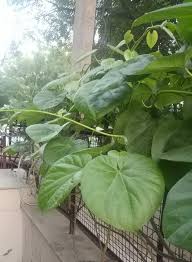 Image result for Tinospora