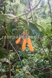 Image result for Uvaria