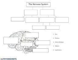 Try to remember, you always have to care for your child with amazing care, compassion and affection to be. The Nervous System Worksheet