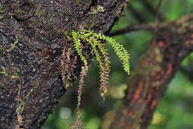 Image result for Lellingeria