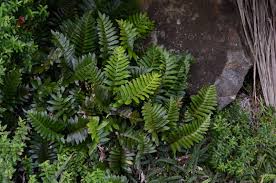 Image result for Asplenium ceii