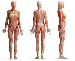 The serratus anterior muscles are not always included in the anatomy of the chest and many don't consider them to be one of the chest muscles. 85 530 Best Female Anatomy Images Stock Photos Vectors Adobe Stock