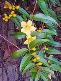 Image result for Gelsemiaceae