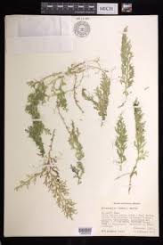Image result for Selaginella kalbreyeri