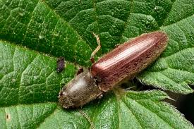 Image result for Agelanthus sp. aff. A. brunneus