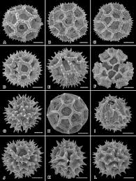 Image result for Hirpicium gracile