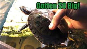 Its shell ranges in color from beige to chestnut brown or slate gray. Pink Belly Snapping Turte Update Youtube