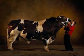 Azul Belga Bull Toros Ganado Vacuno Fotografia De Mascotas
