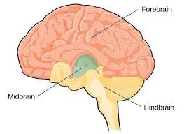 Maybe you would like to learn more about one of these? Forebrain Midbrain And Hindbrain Simply Psychology