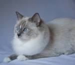 The Blue Point Ragdoll Cat Photo Gallery