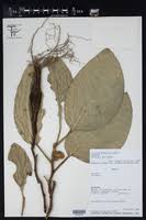 Image result for Culcasia falcifolia