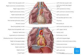 The internal wall of the right atrium is composed of a smooth posterior portion (into which the vena cavae and coronary sinus drain) and a ridgelike, muscular anterior portion. Heart Ventricles Anatomy Function And Clinical Aspects Kenhub