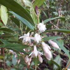 Image result for Danthoniopsis dinteri