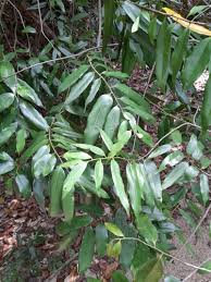 Image result for Huberantha