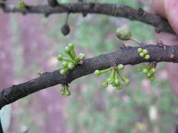 Image result for Maytenus undata