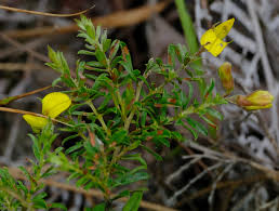 Image result for Crotalaria caudata
