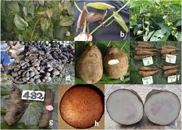 Image result for Dioscorea alata