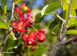 Image result for Ochna natalitia