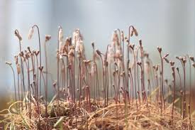 Image result for Litanthus pusillus