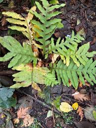 Image result for Drynaria volkensii