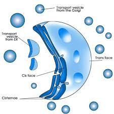 Intracellular Components Eukaryotic Organelles The Cell Nucleus Mitochondria And Peroxisomes Sparknotes Animal Cell Structure Organelles Fun Science