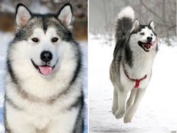 pin na doske alaszkai malamut