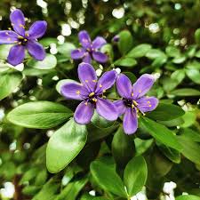 Image result for Grewia afra