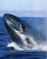 Blue Whales Photo Gallery Whale Blue Whale Blue Whale Endangered