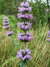 Pin By Sarah Fravert On Native Plants In Ky Country Gardening Mint Flowers Wild Flowers